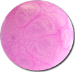 Savina Princess, 0.5 oz.